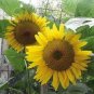 Heirloom 'Jubilance' Yellow Golden Ornamental Sunflower 30 Seeds