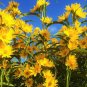 Heirloom 'Jubilance' Yellow Golden Ornamental Sunflower 30 Seeds