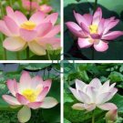 Heirloom White Nelumbo Nucifera w/ Red Top Lotus Flower 2 Seeds
