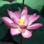 Heirloom White Nelumbo Nucifera w/ Red Top Lotus Flower 2 Seeds