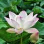 Heirloom White Nelumbo Nucifera w/ Red Top Lotus Flower 2 Seeds