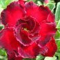 Rosemarie' Dark Red Desert Rose Adenium Obesum 4 Seeds
