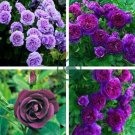 Mixed Purple Blue Big Blooming Climbing Rose Shrub 100 Seeds