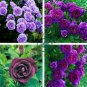 Mixed Purple Blue Big Blooming Climbing Rose Shrub 100 Seeds