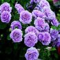 Mixed Purple Blue Big Blooming Climbing Rose Shrub 100 Seeds