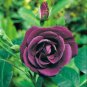 Mixed Purple Blue Big Blooming Climbing Rose Shrub 100 Seeds