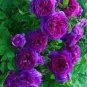 Mixed Purple Blue Big Blooming Climbing Rose Shrub 100 Seeds