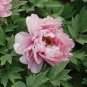 Heirloom 'Zi Zhu Pan' Red Light Fragrant Peony Shrub Flower 10 Seeds