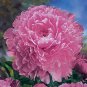 Heirloom 'Zi Zhu Pan' Red Light Fragrant Peony Shrub Flower 10 Seeds
