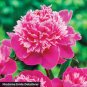 Heirloom 'Zi Zhu Pan' Red Light Fragrant Peony Shrub Flower 10 Seeds