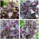 Purple Sweet Basil with giant leaves 200 Seeds