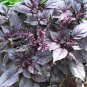 Purple Sweet Basil with giant leaves 200 Seeds