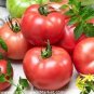 New 'Rose Red' Long Cherry Tomato Hybrid 200 Seeds