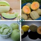 Color Muskmelon Fragrant Crisp Melon Organic 40 Seeds