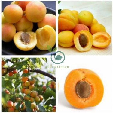 Taste Sour Sweet Yellow Round Apricot 40 Seeds