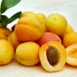 Taste Sour Sweet Yellow Round Apricot 40 Seeds