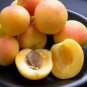 Taste Sour Sweet Yellow Round Apricot 40 Seeds