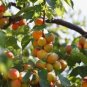 Taste Sour Sweet Yellow Round Apricot 40 Seeds