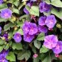 Heirloom Multi-petalled Purple Morning Glory Ipomoea Nil Annual Flower 20 Seeds