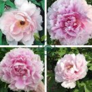 Heirloom 'Wan Shi Sheng Se' Pink Multi-petalled Peony 10 Seeds
