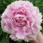 Heirloom 'Wan Shi Sheng Se' Pink Multi-petalled Peony 10 Seeds
