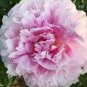 Heirloom 'Wan Shi Sheng Se' Pink Multi-petalled Peony 10 Seeds