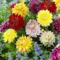 Dahlia Pinnata Variabilis 160 Seeds