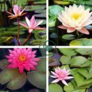 Middle Pink FUYANG Water Lily Pond Flower 2 seeds