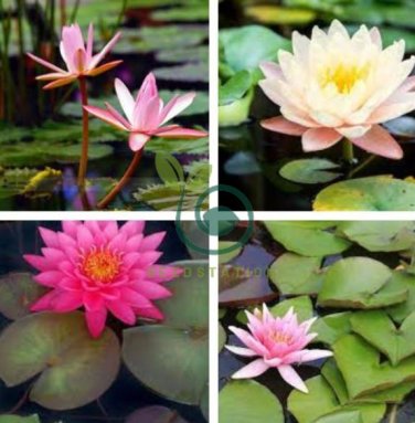 Middle Pink FUYANG Water Lily Pond Flower 2 seeds