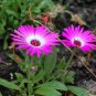 Rosemarie' Dark Red Desert Rose Adenium Obesum 4 Seeds