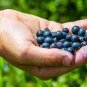 Feral Blueberry W/ High Nutritional Value 30 Seeds