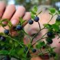 Feral Blueberry W/ High Nutritional Value 30 Seeds