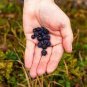 Feral Blueberry W/ High Nutritional Value 30 Seeds