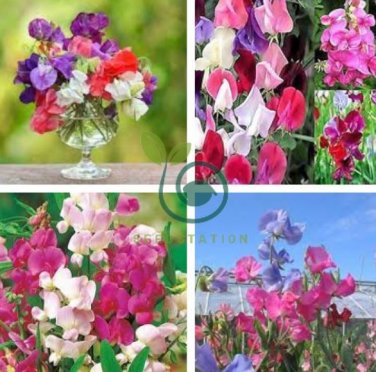 Heirloom Mixed Latifolius Sweet Pea 16 seeds