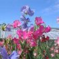 Heirloom Mixed Latifolius Sweet Pea 16 seeds