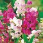 Heirloom Mixed Latifolius Sweet Pea 16 seeds