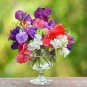 Heirloom Mixed Latifolius Sweet Pea 16 seeds