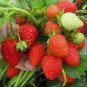 New Variety Rarest Square Red Strawberry F1 200 Seeds