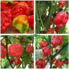 Trinidad Moruga Scorpion Red Green Chili Pepper Vegetables 20 Seeds