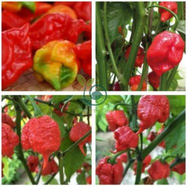 Trinidad Moruga Scorpion Red Green Chili Pepper Vegetables 20 Seeds