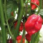 Trinidad Moruga Scorpion Red Green Chili Pepper Vegetables 20 Seeds