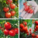 Rare Dolce Vita Organic Tomato 200 Seeds