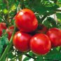 Rare Dolce Vita Organic Tomato 200 Seeds