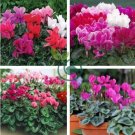 Florist's Cyclamen Rose Red Flowers (Cyciamen persicum) 10 Seeds