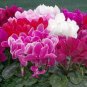 Florist's Cyclamen Rose Red Flowers (Cyciamen persicum) 10 Seeds