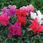 Florist's Cyclamen Rose Red Flowers (Cyciamen persicum) 10 Seeds