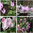 Rare Cyclamen Persicum Wild Species Pale Pink White Magenta Nose Flower 10 Seeds