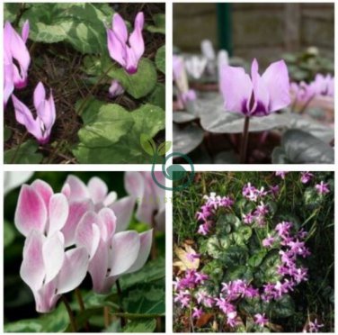 Rare Cyclamen Persicum Wild Species Pale Pink White Magenta Nose Flower 10 Seeds