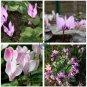 Rare Cyclamen Persicum Wild Species Pale Pink White Magenta Nose Flower 10 Seeds