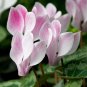 Rare Cyclamen Persicum Wild Species Pale Pink White Magenta Nose Flower 10 Seeds